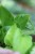 Epipremnum aureum 'Teruno Champs-Elysses' (2).JPG