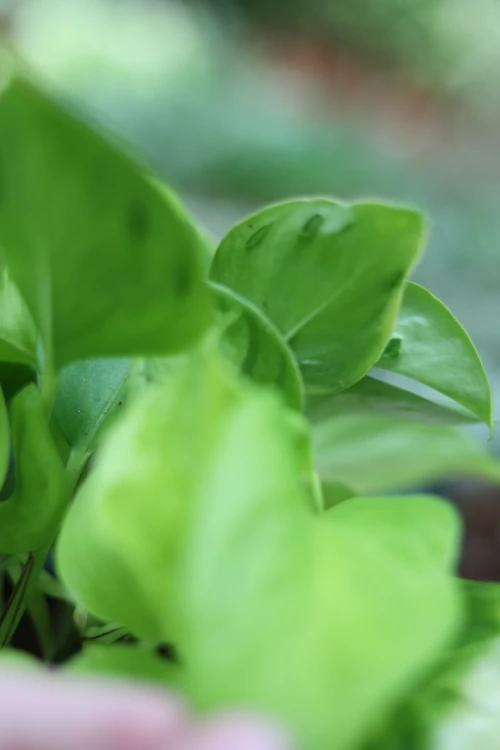 Epipremnum aureum 'Teruno Champs-Elysses' (2).JPG