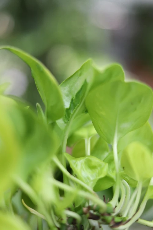 Epipremnum aureum 'Teruno Champs-Elysses' (3).JPG