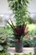 Calathea Lancifolia (Kalatea) (1).JPG
