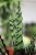 Calathea Lancifolia (Kalatea) (2).JPG