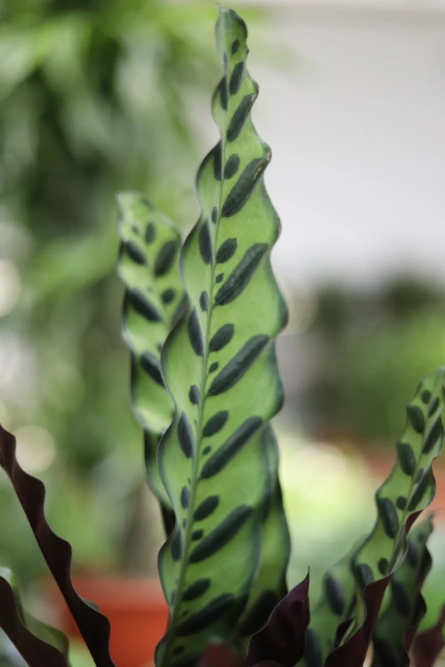 Calathea Lancifolia (Kalatea) (2).JPG