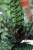 Calathea Lancifolia (Kalatea) (3).JPG