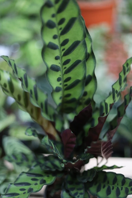 Calathea Lancifolia (Kalatea) (3).JPG