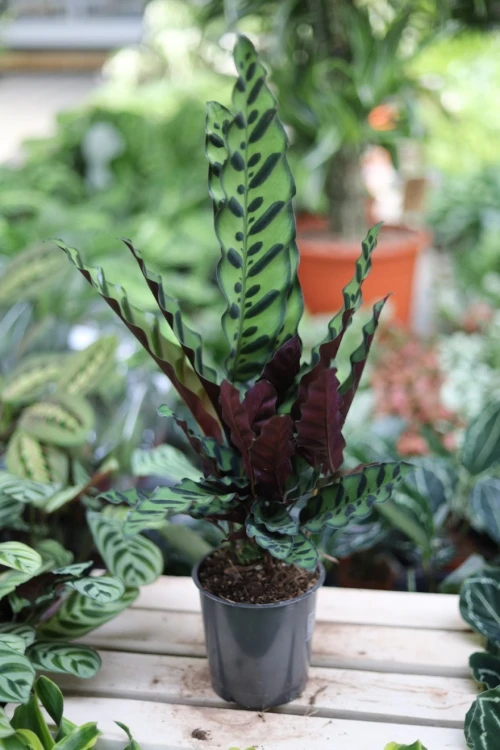 Calathea Lancifolia (Kalatea) (4).JPG