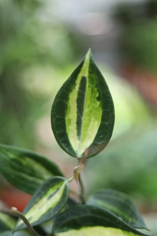 Hoya macrophylla 'Pot Of Gold' (Hoja) (1).JPG