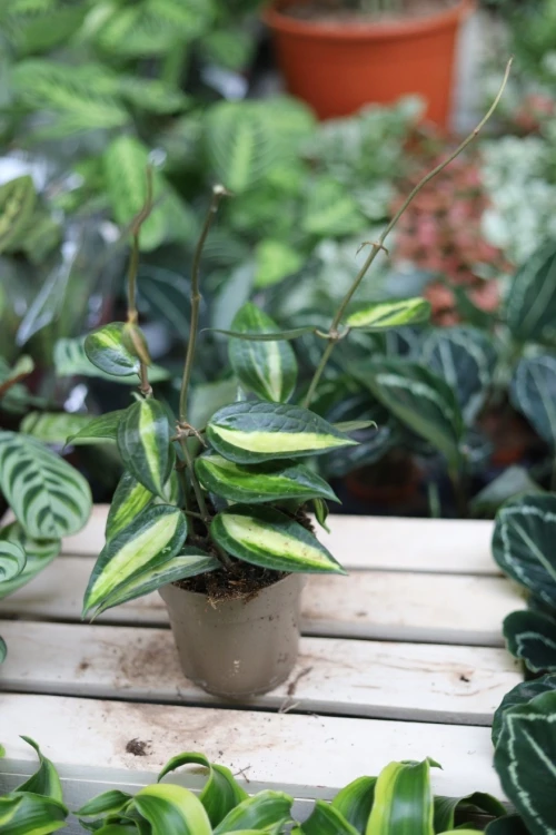 Hoya macrophylla 'Pot Of Gold' (Hoja) (2).JPG