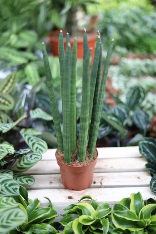 Sansevieria cylindrica 'Straight' (Sansewieria cylindryczna) (2).JPG