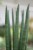 Sansevieria cylindrica 'Straight' (Sansewieria cylindryczna) (3).JPG