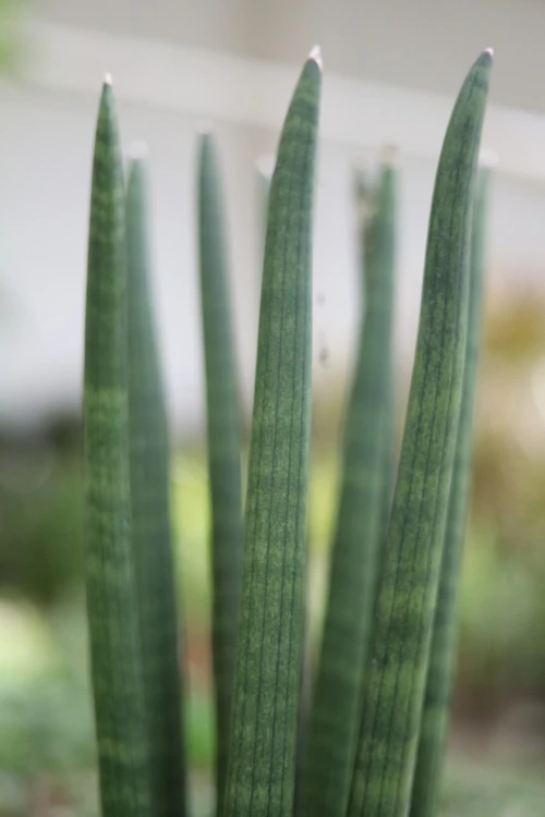 Sansevieria cylindrica 'Straight' (Sansewieria cylindryczna) (3).JPG