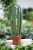 Sansevieria cylindrica 'Straight' (Sansewieria cylindryczna) (1).JPG