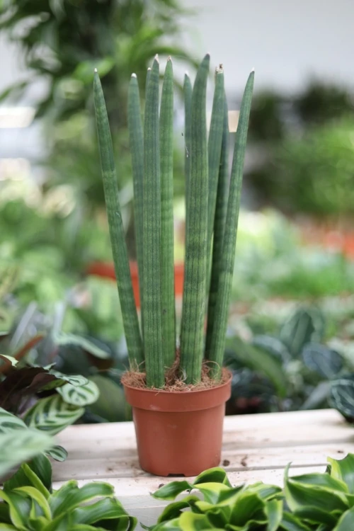 Sansevieria cylindrica 'Straight' (Sansewieria cylindryczna) (1).JPG
