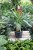Aglaonema White Lance (1).JPG
