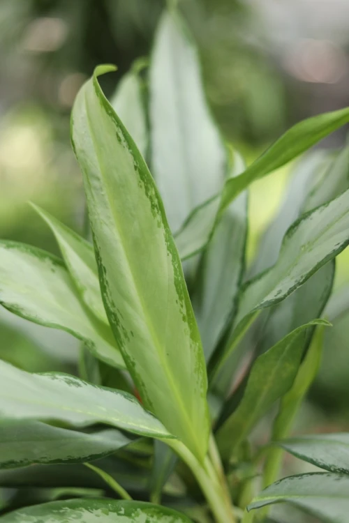 Aglaonema White Lance (2).JPG