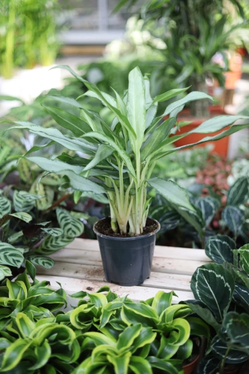 Aglaonema White Lance (3).JPG