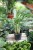 Aglaonema White Lance (4).JPG