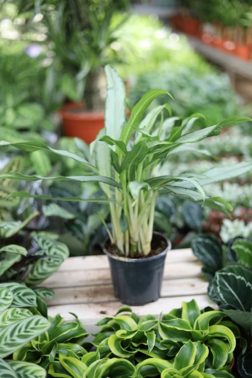 Aglaonema White Lance (4).JPG