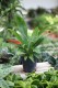 Philodendron campii 'Lynette' (Filodendron) (1).JPG