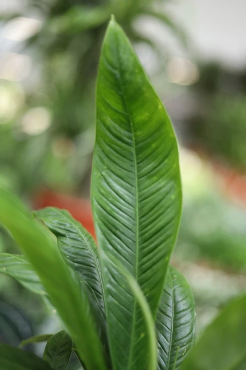Philodendron campii 'Lynette' (Filodendron) (2).JPG