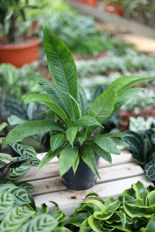 Philodendron campii 'Lynette' (Filodendron) (3).JPG