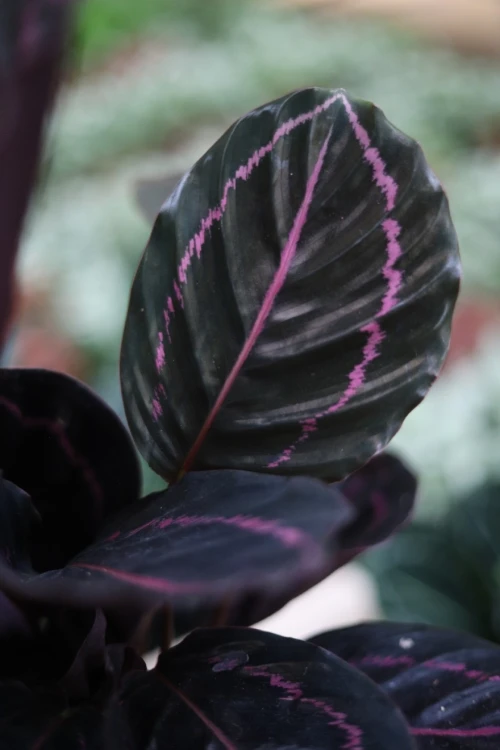 Calathea roseopicta Dottie (Kalatea) (1).JPG
