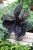 Calathea roseopicta Dottie (Kalatea) (2).JPG