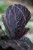 Calathea roseopicta Dottie (Kalatea) (4).JPG