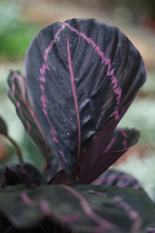 Calathea roseopicta Dottie (Kalatea) (4).JPG