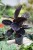 Calathea roseopicta Dottie (Kalatea) (5).JPG