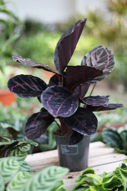Calathea roseopicta Dottie (Kalatea) (5).JPG