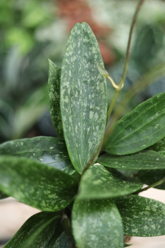Hoya sp. Loei (Hoja) (2).JPG
