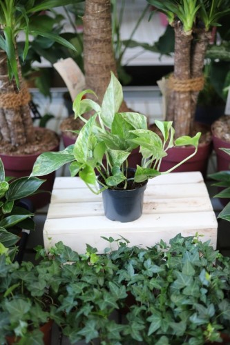 Epipremnum Marble Queen to efektowna roślina doniczkowa o kremowo-zielonych liściach z marmurkowym wzorem – idealna do domu lub biura.