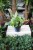 Epipremnum Marble Queen to efektowna roślina doniczkowa o kremowo-zielonych liściach z marmurkowym wzorem – idealna do domu lub biura.