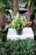 Epipremnum Marble Queen to efektowna roślina doniczkowa o kremowo-zielonych liściach z marmurkowym wzorem – idealna do domu lub biura.