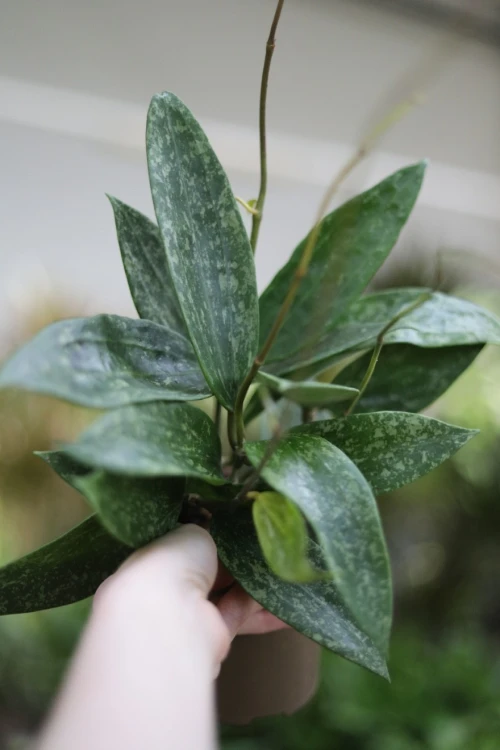 Hoya sp. Loei (Hoja) (3).JPG