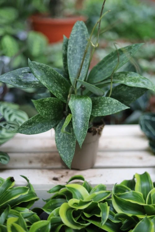 Hoya sp. Loei (Hoja) (4).JPG