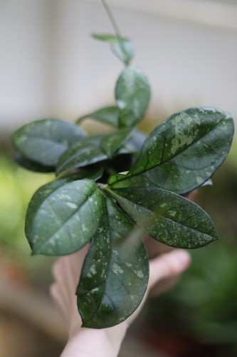 Hoya crassipetiolata 'Splash' (Hoja) (2).JPG