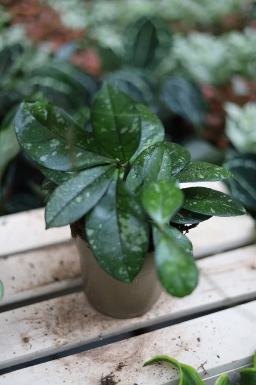 Hoya crassipetiolata 'Splash' (Hoja) (3).JPG