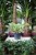 Epipremnum Marble Queen