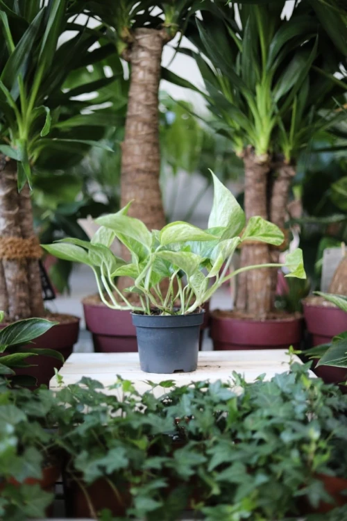 Epipremnum Marble Queen