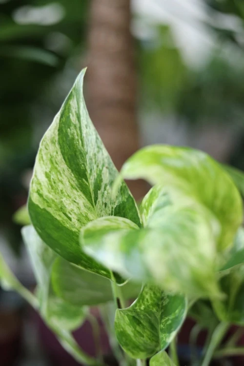 Epipremnum