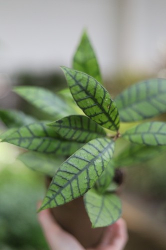 Hoya callistophylla KAL (Hoja) (2).JPG
