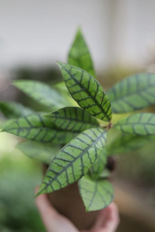 Hoya callistophylla KAL (Hoja) (2).JPG
