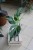 monstera burle marx l (6).JPG