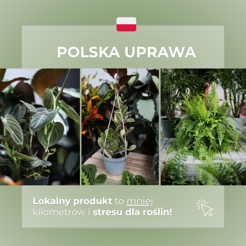 Świeża dostawa lokalnych roślin z polskich szklarni!