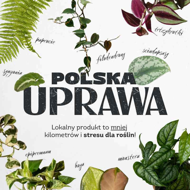 Świeża dostawa lokalnych roślin z polskich szklarni!