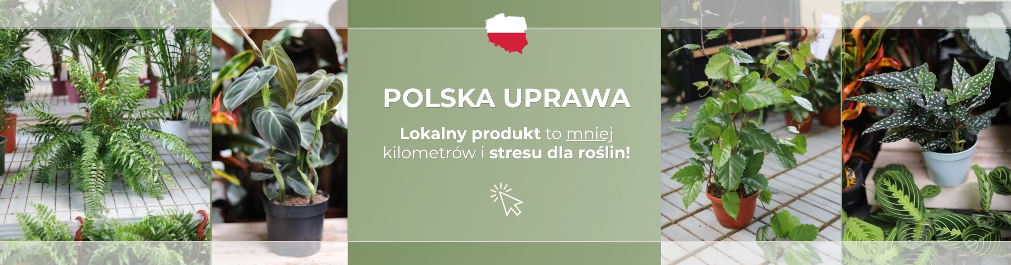 Świeża dostawa lokalnych roślin z polskich szklarni!