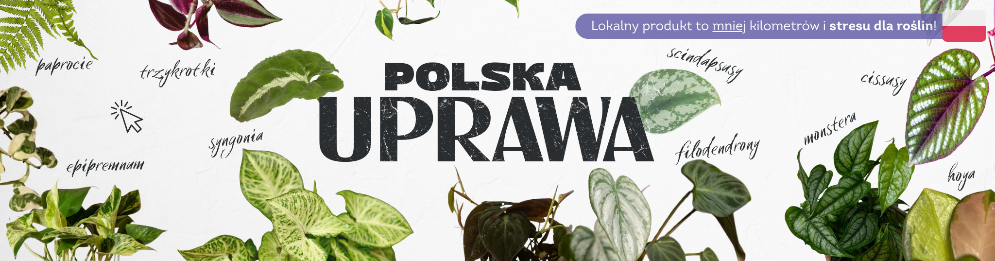 Świeża dostawa lokalnych roślin z polskich szklarni!