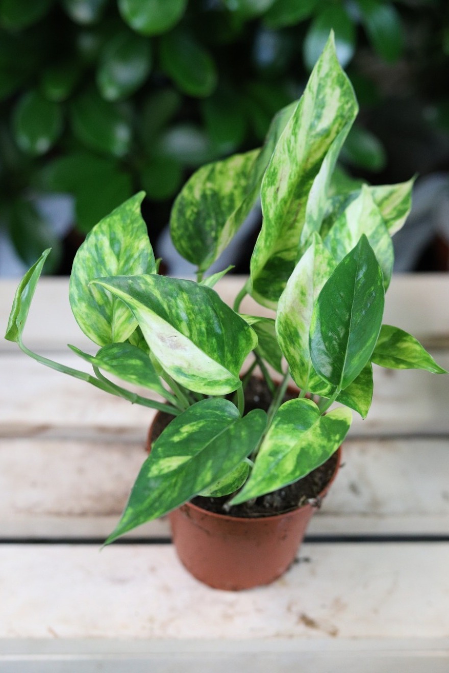 epipremnum churchill gold s (2).JPG
