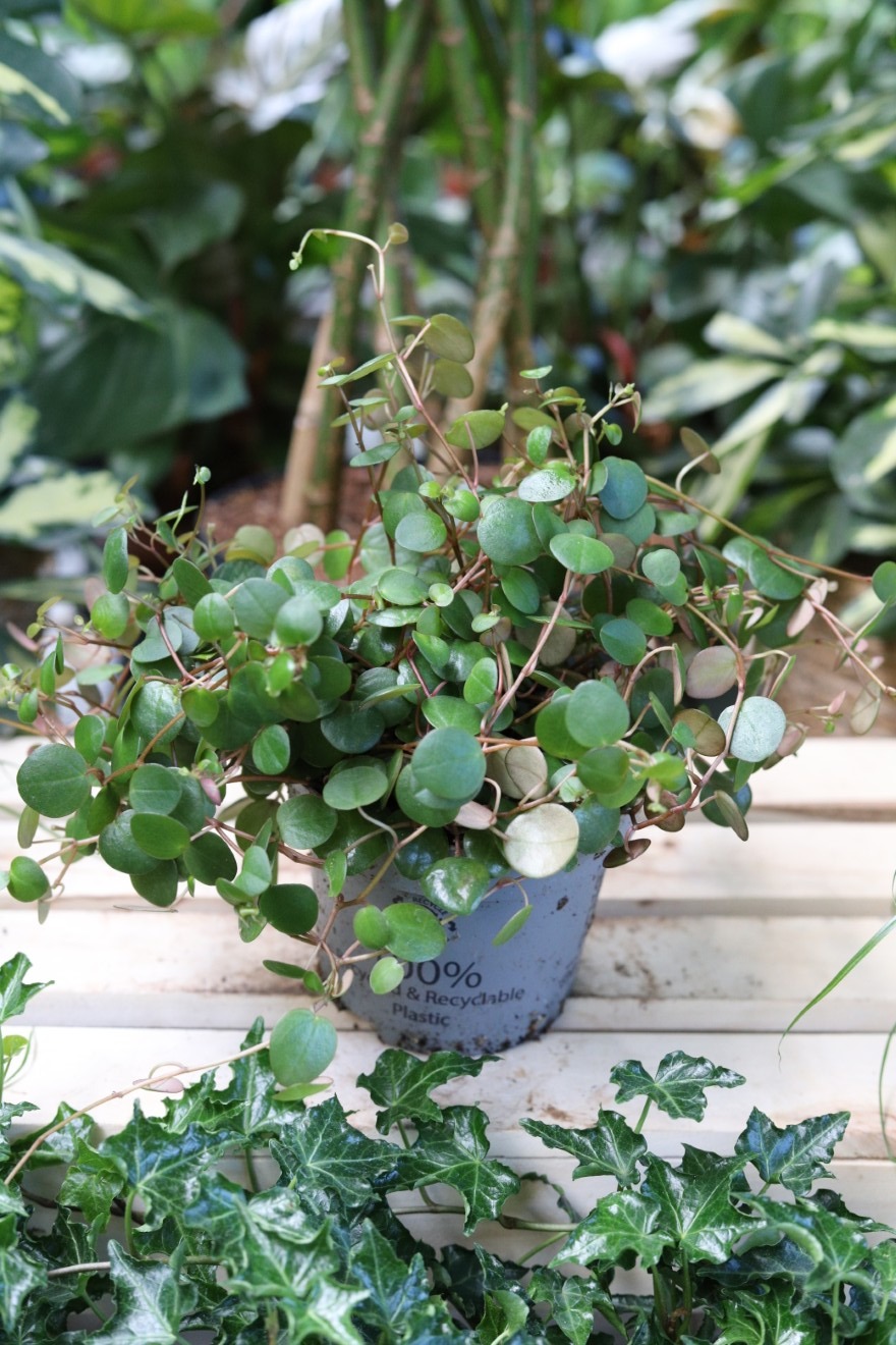 Peperomia prostrata ‘Pepperspot’ (1).JPG